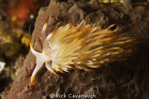 Nudibranch by Rick Cavanaugh 
